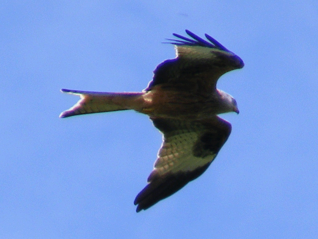 Red Kite in Wales